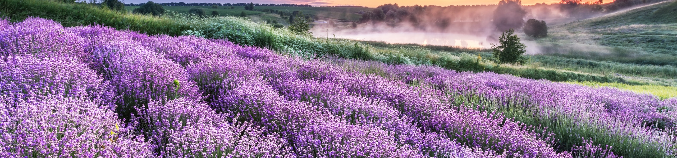 Rows of blooming lavender plants