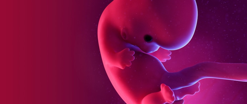 Ilustración de un feto en la semana 8