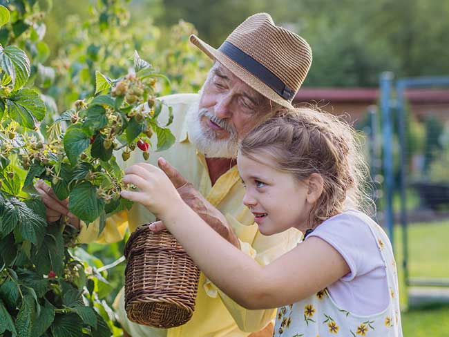 Grandfather with granddaughter picking raspberries from a bush.