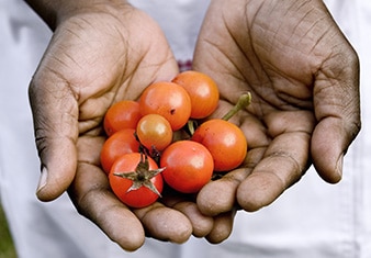 Manos sosteniendo tomates cherry frescos