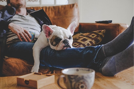 Perro recostado en el regazo de una persona dormida.