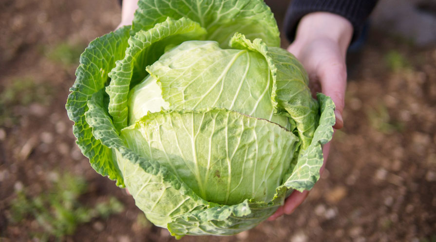 hands holding cabbage